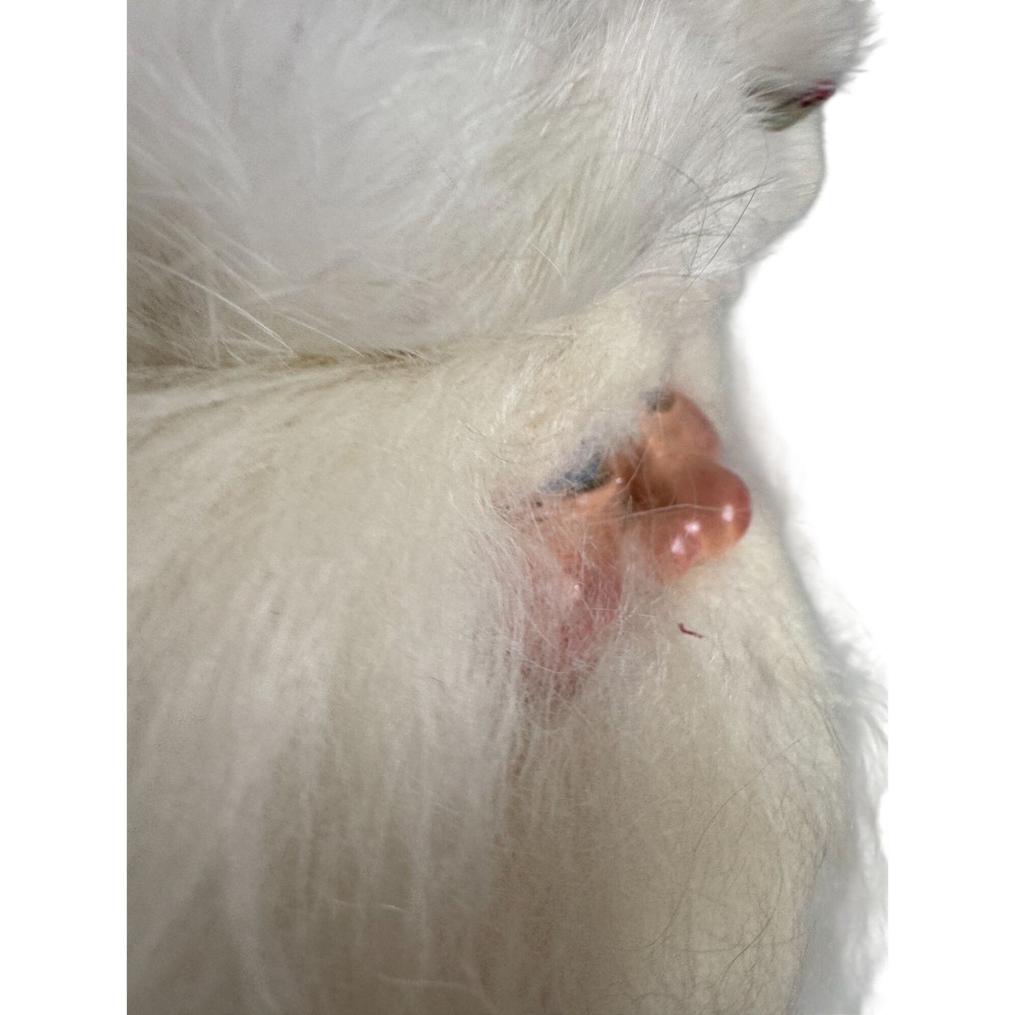 Handmade Folk Art Santa Ornament Blue Glass Eyes Red Velvet Hat White Fur Trim 10"